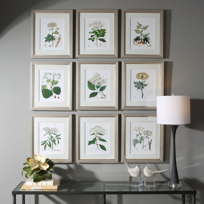 Antique - Botanicals Framed Prints (Set of 9)